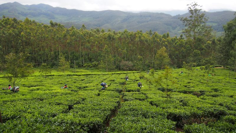Field of tea shrubs with people picking tea. Mountains and forest in background