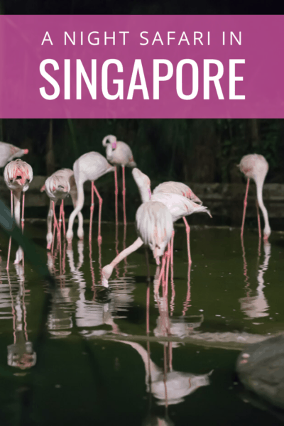 Night shot of flamingos feeding . Thetext says a night safari in singapore