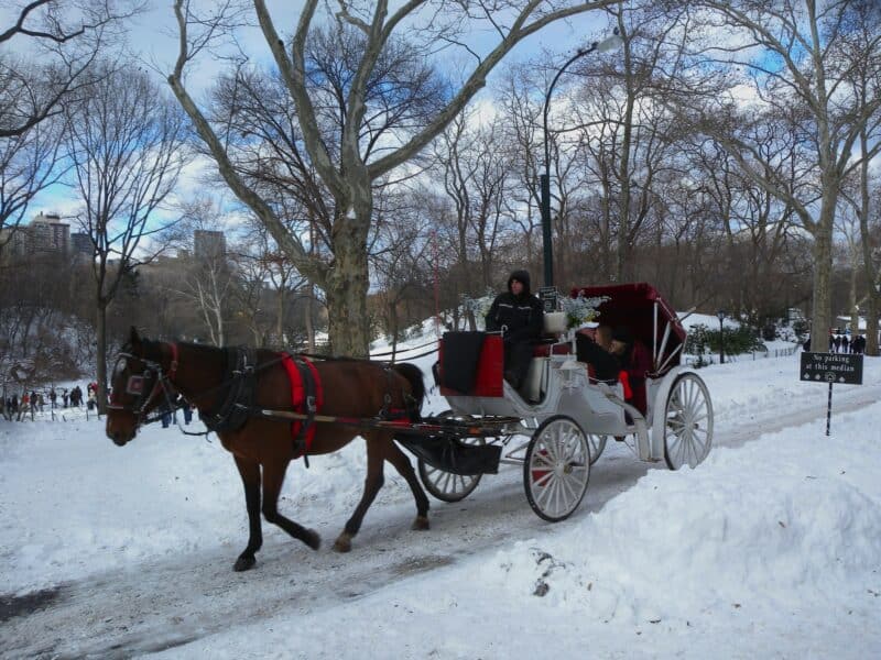 New York bucket list item: riding in a horse drawn carriage in a snowy Central Park