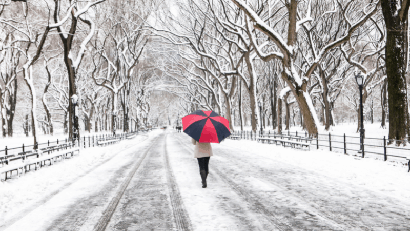 rear view of a person holding a red and black umbrella and walking down a snowy road in Central Park