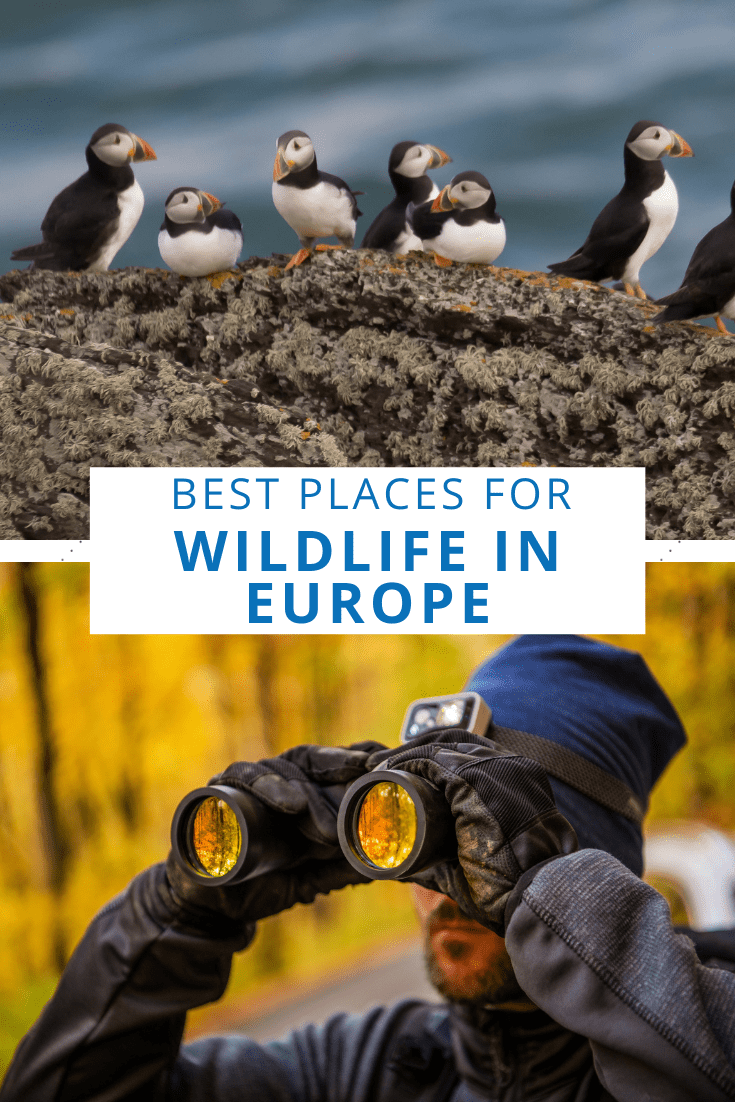 best wildlife tours in europe